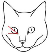 Стандарт породы кошек бобтейл