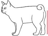 Курильский бобтейл кошки стандарт породы