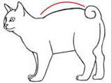 Стандарт породы кошек курильский бобтейл